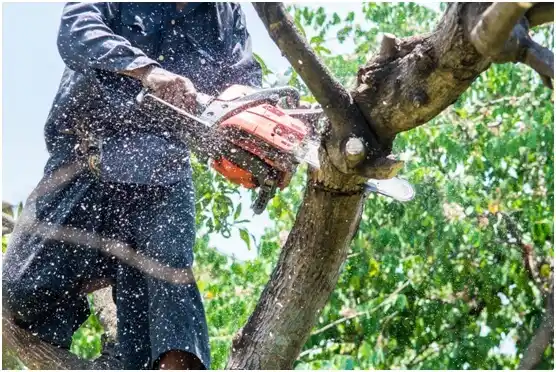 tree services Rice Lake